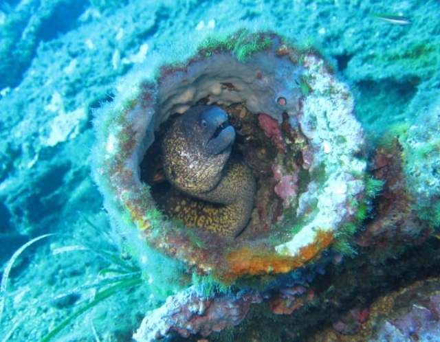 Descubrimiento bajo el agua 